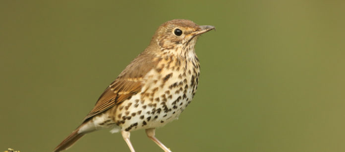 Turdus philomelos