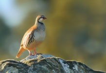 Il 23 giugno a Genova il convegno sulla pernice rossa Il 23 giugno a Genova il convegno sulla pernice rossa