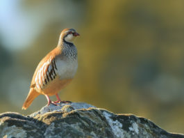 Il 23 giugno a Genova il convegno sulla pernice rossa Il 23 giugno a Genova il convegno sulla pernice rossa