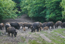 Cinghiale: caccia, gestione venatoria e controllo della specie. Alcune risposte cinghiale
