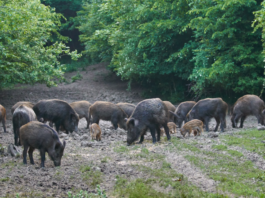 Cinghiale: caccia, gestione venatoria e controllo della specie. Alcune risposte cinghiale