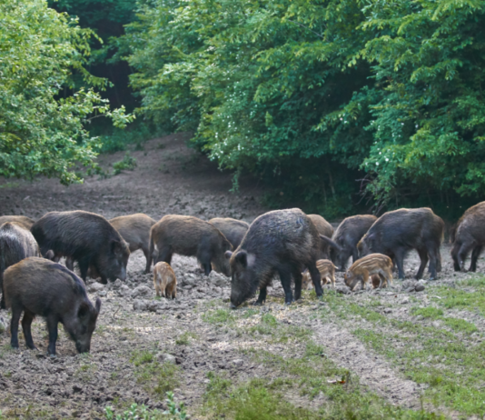 Cinghiale: caccia, gestione venatoria e controllo della specie. Alcune risposte cinghiale