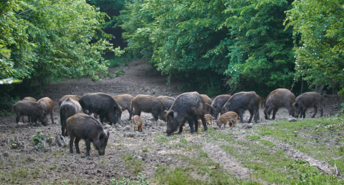 cinghiale