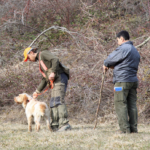 Caccia alla beccaccia e cinofilia agonistica: un passo indietro beccaccia