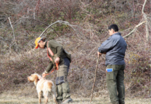 Caccia alla beccaccia e cinofilia agonistica: un passo indietro beccaccia