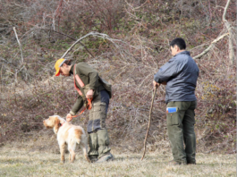 Caccia alla beccaccia e cinofilia agonistica: un passo indietro beccaccia