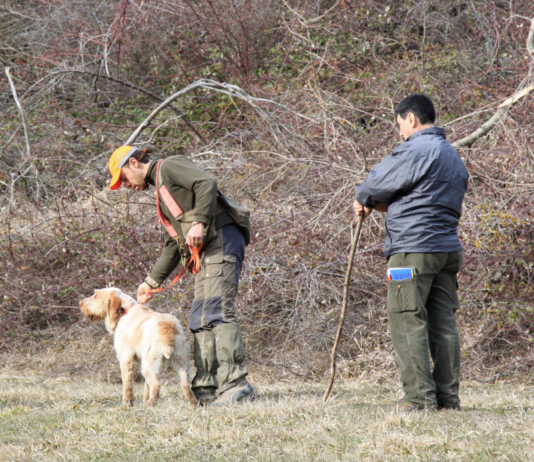 Caccia alla beccaccia e cinofilia agonistica: un passo indietro beccaccia
