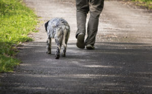 gambe di cacciatore di spalle con setter: preapertura della caccia in Toscana