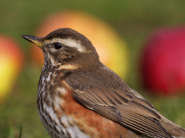 La mossa delle associazioni venatorie per la modifica dei Key Concepts Modifica dei Key Concepts del tordo sassello