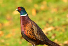 Il 4 settembre conferenza sulla selvaggina stanziale al parlamento europeo fagiano su ramo