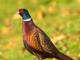 Il 4 settembre conferenza sulla selvaggina stanziale al parlamento europeo fagiano su ramo