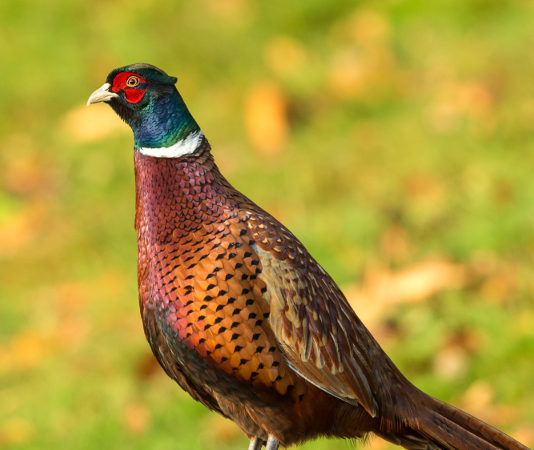 Il 4 settembre conferenza sulla selvaggina stanziale al parlamento europeo fagiano su ramo