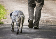 Il 1° e il 2 settembre preapertura della caccia in Toscana preapertura della caccia in Toscana