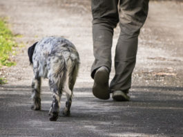 Il 1° e il 2 settembre preapertura della caccia in Toscana preapertura della caccia in Toscana
