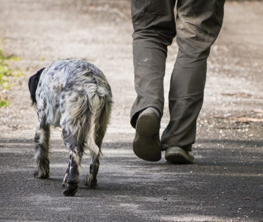 Il 1° e il 2 settembre preapertura della caccia in Toscana preapertura della caccia in Toscana