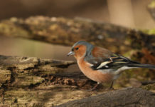 Caccia in deroga, la Lega contro Ispra caccia in deroga al fringuello
