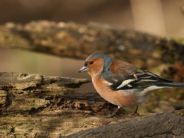 Caccia in deroga, la Lega contro Ispra caccia in deroga al fringuello