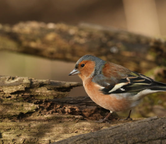 Caccia in deroga, la Lega contro Ispra caccia in deroga al fringuello