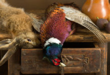 Agricoltura intensiva e selvaggina nobile stanziale: il convegno di Bruxelles Lepre e fagiano cacciati