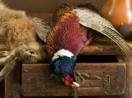 Agricoltura intensiva e selvaggina nobile stanziale: il convegno di Bruxelles Lepre e fagiano cacciati