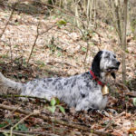 Editoriale: “Cani da caccia: bravi e belli” cani da caccia