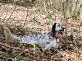 Editoriale: “Cani da caccia: bravi e belli” cani da caccia