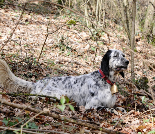 Editoriale: “Cani da caccia: bravi e belli” cani da caccia