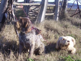 Comunicare la caccia: a testa alta Comunicare la caccia
