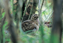 Caccia alla beccaccia: Italia e Francia a confronto caccia alla beccaccia