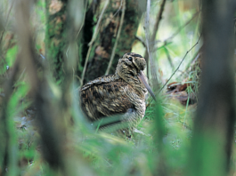 Caccia alla beccaccia: Italia e Francia a confronto caccia alla beccaccia