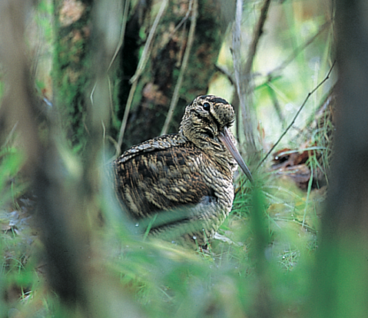 Caccia alla beccaccia: Italia e Francia a confronto caccia alla beccaccia