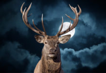 Cervo sulle Alpi: a Domodossola una conferenza sulla sua gestione cervo sulle alpi di notte con la luna