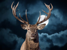 Cervo sulle Alpi: a Domodossola una conferenza sulla sua gestione cervo sulle alpi di notte con la luna