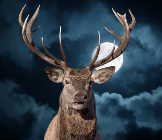 Cervo sulle Alpi: a Domodossola una conferenza sulla sua gestione cervo sulle alpi di notte con la luna