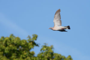 A caccia nelle zone Rete Natura 2000 delle Marche colombaccio in volo