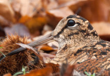 Caccia alla beccaccia: anticipata la chiusura in Toscana Beccaccia tra foglie autunnali