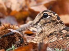 Caccia alla beccaccia: anticipata la chiusura in Toscana Beccaccia tra foglie autunnali