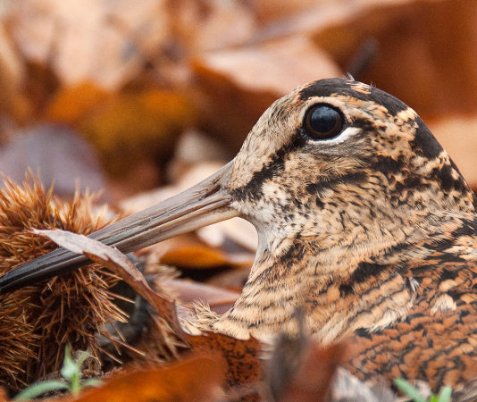 Caccia alla beccaccia: anticipata la chiusura in Toscana Beccaccia tra foglie autunnali