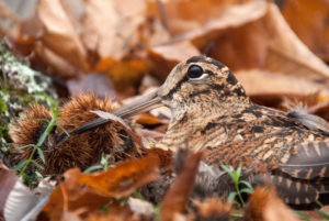 Caccia alla beccaccia anticipata la chiusura in Toscana