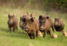 Contrordine sulla caccia nelle zone Rete Natura 2000 delle Marche nove cinghiali adulti e quattro piccoli: caccia nelle zone rete natura 2000 nelle Marche
