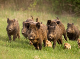 Contrordine sulla caccia nelle zone Rete Natura 2000 delle Marche nove cinghiali adulti e quattro piccoli: caccia nelle zone rete natura 2000 nelle Marche