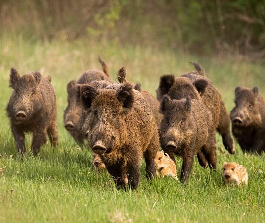 Contrordine sulla caccia nelle zone Rete Natura 2000 delle Marche nove cinghiali adulti e quattro piccoli: caccia nelle zone rete natura 2000 nelle Marche