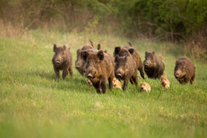 nove cinghiali adulti e quattro piccoli: caccia nelle zone rete natura 2000 nelle Marche