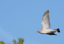 A caccia nelle zone Rete Natura 2000 delle Marche: un’altra sentenza A caccia nelle zone Rete Natura 2000 delle Marche colombaccio in volo