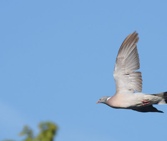 A caccia nelle zone Rete Natura 2000 delle Marche: un’altra sentenza A caccia nelle zone Rete Natura 2000 delle Marche colombaccio in volo