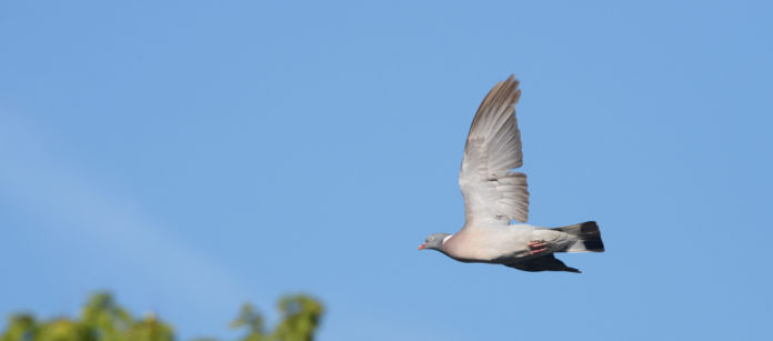 A caccia nelle zone Rete Natura 2000 delle Marche colombaccio in volo