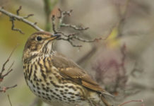 Federcaccia, il ministro Centinaio e la revisione dei Key Concept sulla migratoria tordo bottaccio su un ramo spoglio: revisione dei key concepts sulla migratoria