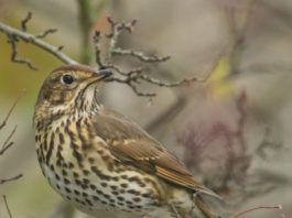 Federcaccia, il ministro Centinaio e la revisione dei Key Concept sulla migratoria tordo bottaccio su un ramo spoglio: revisione dei key concepts sulla migratoria