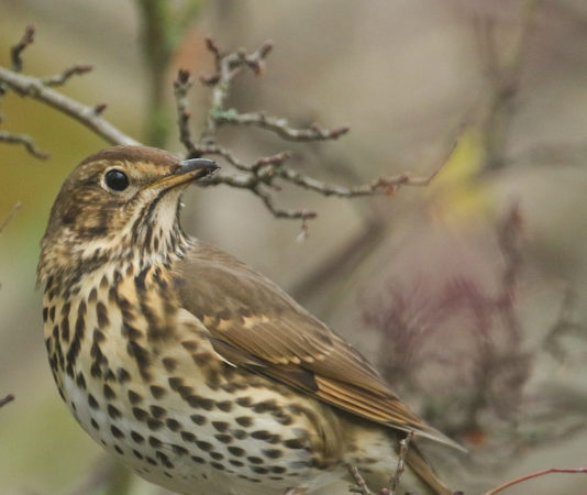 Federcaccia, il ministro Centinaio e la revisione dei Key Concept sulla migratoria tordo bottaccio su un ramo spoglio: revisione dei key concepts sulla migratoria