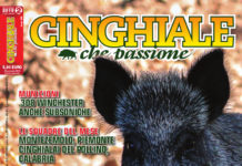 Cinghiale che Passione febbraio-marzo 2019 in edicola dal 23 gennaio cinghiale che passione febbraio-marzo 2019